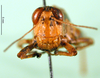 CollectionObject 1501644; 0a8de2bb-7176-44ec-8def-73e24ad81b91, DORSA BA000166S01: female, frontal view (holotype). (CollectionObject).