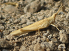 Pyrgomorpha (Pyrgomorpha) tereticornis (Brullé, 1840): female (Canary Islands). (Otu).