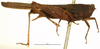 CollectionObject 1577262; OUM 701 2/5, ef6e269c-b58e-4d44-b9a8-341e25a45f17: female, lateral view (syntype of Acanthalobus longinotus). (CollectionObject).
