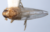 Habitus, dorsal view on Delphacodes mesada Caldwell, 1951: (Observation).