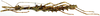 CollectionObject 1578596; RBINS IG: 32700'''', 98635096-b65c-4571-8d64-116af0755133: copyright ISNB, Brussels. female, lateral view (paratype). (CollectionObject).