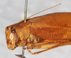 CollectionObject 1532117; NMW 393 b, 6fdd0242-d30b-4123-b80e-dd5319ceb3dd: male, head and pronotum (holotype). (CollectionObject).