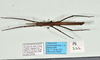 CollectionObject 1598199; be44d789-af3a-4b3e-9915-e9bd98223e90, QM T246608 / T246609: copyright QM. male, dorsal view (paratype). (CollectionObject).