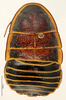 CollectionObject 1587346; MNHN(SF IMPORT DUPLICATE) MNHN-EP-EP3420, 2ffcf12d-77df-42ca-bec2-f8086cf98103: CC BY-NC-ND 4.0/MNHN - Depraetere Marion - 2014. Syntype, male, of cambouini Saussure, 1891. Specimen number: MNHN-EP-EP3420. http://coldb.mnhn.fr/catalognumber/mnhn/ep/ep3420. (CollectionObject).