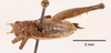 CollectionObject 1523570; 6c55183b-6e98-4d31-91ea-3ac965817f6c: male, dorsal view (syntype of Hapithus quadratus). (CollectionObject).
