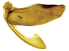 Female pygofer, lateral view on Caetana pulchra Domahovski, Gonçalves, Takiya & Cavichioli, 2019: Female paratype [DZRJ]: pygofer and gonoplac, lateral view. (Observation).