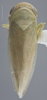 Habitus, dorsal view: !! display not done !! on Chlorotettix (Chlorotettix) minimus Baker, 1898: Dorsal. (Observation).