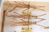 CollectionObject 1583052; 4a383e77-d737-4914-9de7-73439122ee03: copyright ANSP. male, lateral view (paratypes). (CollectionObject).;CollectionObject 1583053; 19f60790-717f-4222-90b6-3d9e1112bab3: copyright ANSP. male, lateral view (paratypes). (CollectionObject).