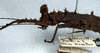CollectionObject 1558172; 8948cf4d-207b-4e67-b86b-569924ea49cf: copyright NMW, Vienna. female:head and thorax, lateral view (syntype). (CollectionObject).;CollectionObject 1558173; 08870ce4-b04c-4543-a31f-b1409d0348f5: copyright NMW, Vienna. female:head and thorax, lateral view (syntype). (CollectionObject).