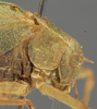 CollectionObject 1505674; 71fade10-722d-4615-9fdd-af5c3326a9b6: female head and pronotum, lateral view (syntype). (CollectionObject).