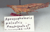 Apoxycephalacris palustris Amédégnato & Descamps, 1978: Female habitus, lateral view (allotype). (Otu).