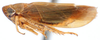 Habitus, lateral view: !! display not done !! on Speudotettix Ribaut, 1942: Speudotettix subfusculus, lateral habitus (INHS). (Observation).
