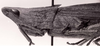 CollectionObject 1565678; 72c20fe4-e9cb-40cc-9e11-b3699e620ce2: female head and pronotum, lateral view (syntype of Hyalopteryx asinus). (CollectionObject).