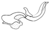 Aleuas lineatus Stål, 1878: Fig. 30C. endophallus, lateral view. (Otu).