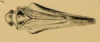 Habitus, dorsal view on Cyarda acuminipennis (Spinola, 1839): (Observation).