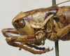 CollectionObject 1535946; 2747b89e-ab81-4039-a546-ed68069faddd: female head and pronotum, lateral view (syntype). (CollectionObject).