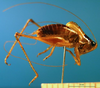 CollectionObject 1502480; ac5cb28f-0a4d-4df9-b5ce-51d0a0014c0e: male, right lateral view (paratype). (CollectionObject).