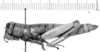 CollectionObject 1523836; 45388daa-a0a1-4343-a050-4c39542da097: female, lateral view (lectotype of Rhicnoderma glabra). (CollectionObject).