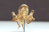 CollectionObject 1583438; 4d8afb56-6d08-46ed-b5db-3882ac1c8803: female, caudal view (paratype). (CollectionObject).
