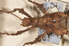 CollectionObject 1559035; f6337417-b377-4be5-a119-df6b5bb9f605: copyright OUMNH. male nymph, head & thorax of synonym Heteropteryx castelnaudii (holotype). (CollectionObject).