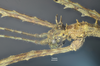 CollectionObject 1595663; 8416ac18-c066-46bd-b471-62bd83d6153c: copyright SWFU Kunming. male head, lateral view (paratype). (CollectionObject).;CollectionObject 1595664; 2e916493-bfb1-4db4-9fc4-1ce74a5cd755: copyright SWFU Kunming. male head, lateral view (paratype). (CollectionObject).;CollectionObject 1595665; 7cedf640-d187-4b04-b575-03190d975d63: copyright SWFU Kunming. male head, lateral view (paratype). (CollectionObject).