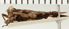 CollectionObject 1571310; 2c24faa2-15bc-4389-8bd3-8b937f26031b: female, lateral view (syntype). (CollectionObject).