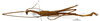 CollectionObject 1562291; ad7e283b-1229-4d30-b3dc-7b967880724c: copyright MNHN, Paris. male, lateral view (lectotype). (CollectionObject).