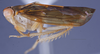 Habitus, lateral view on Delospilopterus Stiller, 2001 n. sp. 42-4: (Observation).