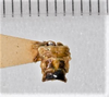 CollectionObject 1618747; e20b307a-278b-49a3-aff5-08650f73c5ca: (CollectionObject).