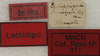 CollectionObject 1535213; 5fd71a3b-629e-4fb5-88c2-8e810bb04c56: labels (lectotype). (CollectionObject).