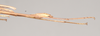 CollectionObject 1562740; 50edbb83-a98f-48e7-9246-770b736518c2: copyright QMBA. male: end of abdomen, lateral view (paratype). (CollectionObject).