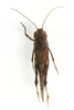 CollectionObject 1591832; bf736372-34a6-4887-a04b-ee915ac7ab66: male, dorsal view (paratype). (CollectionObject).