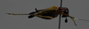 CollectionObject 1593834; 6c13fa1a-36c6-4282-a25e-aebd87fcc6f2: female, lateral view. (CollectionObject).