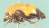 Habitus, lateral view: !! display not done !! on Neotynelia pubescens (Fabricius, 1803): (Observation).