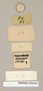 Ancaudellia thomsoni (Kirby, 1903): Copyright Natural History Museum, London. Labels from lectotype (adult female) in BM(NH). Underside. (Otu).