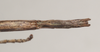 CollectionObject 1562692; edd223c6-c721-45cd-ae23-52ed2f314051: copyright QMBA. female: end of abdomen, ventral view (holotype). (CollectionObject).