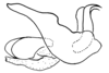 Aleuas albinae Carbonell, 2008: Fig. 27A. phallic complex, witthout epiphallus, lateral view. (Otu).