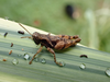 FieldOccurrence 82; 80014ba3-74ff-4d0a-8acc-3fcff6197a62; Tanzania
Lake Chala eastern slopes Kilimanjaro, 2020/02/??: male. (FieldOccurrence).