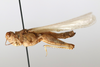 CollectionObject 1592221; ff2ead38-5085-45f8-9029-df12b7ebd3eb: female, lateral view (syntype). (CollectionObject).