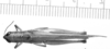 CollectionObject 1521503; 411967a8-7cb6-4103-96b6-a93426035115: Image Carbonell, C.S. female, dorsal view (holotype). (CollectionObject).