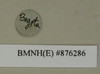 CollectionObject 1572943; 5a0dc811-4625-46bc-b375-377e87c98214: Copyright Natural History Museum, London. Labels from non-type (adult female) in BM(NH). (CollectionObject).