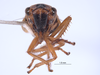 Head on Evacanthus (Evacanthus) emilus (Bliven, 1955): (Observation).