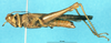 CollectionObject 1507178; 95d4c054-506d-42b2-a60e-e19107c1174e: male, lateral view. (CollectionObject).