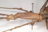 CollectionObject 1560498; 9f6255ae-b881-457f-b808-5bda1a544370, NHMUK(SF IMPORT DUPLICATE) 845029-845030: copyright Natural History Museum, London. female: head and thorax, lateral view (syntype). (CollectionObject).