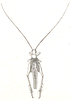 Homoeoxipha lycoides (Walker, 1869): Pl. VI, Fig. 77 b. female (Cyrtoxiphus ritsemae). (Otu).