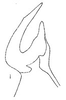 Stylus: Stylus. (Observation).