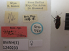 Lygaeus potanini (Lindberg, 1936): Spilostethus potanini. Syntype. (BMNH) - (CC BY-NC 4.0) Photo by Stuart Cole, reproduced with permission from the Natural History Museum, London, UK. (Otu).
