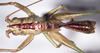 CollectionObject 1952124; d8838097-6b3b-4378-9b8d-77d32e441a81, MLP-OR-3120: male, dorsal view (paratype). (CollectionObject).