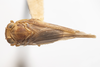 Habitus, dorsal view: (Observation).