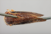 Habitus, dorsal view: (Observation).